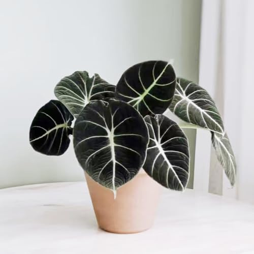 semillas de alocasia decoración de balcones plantas en macetas semillas exóticas flores jardín jardín plantas jardín interior - raras - planta maceta macetas jardín decorativas bonsái 100pcs