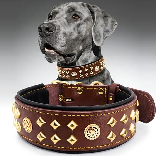 EliteGuard Hundehalsband Leder, 5,6 cm Breit, Handgefertigt Mit Nieten Und Edelstahlschnalle, Für Den Täglichen Gebrauch Bei Großen Hunden, Braun-Gold 45.5-56 cm