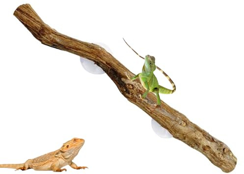 Rami in legno di vite naturale per rettili, decorazione per terrario da arrampicata da 30 cm, accessorio antiscivolo per arrampicata, gechi drago barbuto, rana camaleonte, habitat