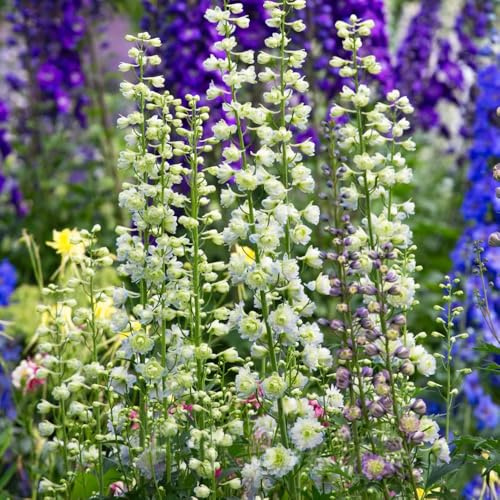 semi di delphinium - delphinium decorazione organica per delfinio rampicanti, da giardino roccioso Decorazioni autunnali per un giardino resistente semi 350semi
