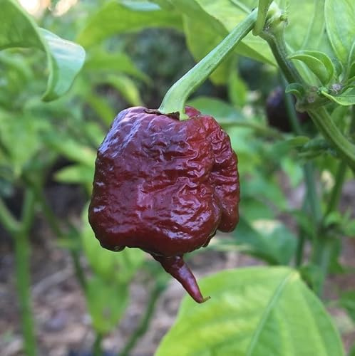 Semi Carolina Reaper Chocolate 15pz – Peperoncino Super Hot, Piccantezza Extra Forte, Semi Rari, Coltivazione in Vaso, Orto e Giardino