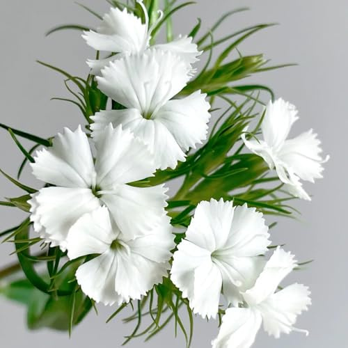 Semi di garofano dolce, recisi balcone giardino biologici 250pcs