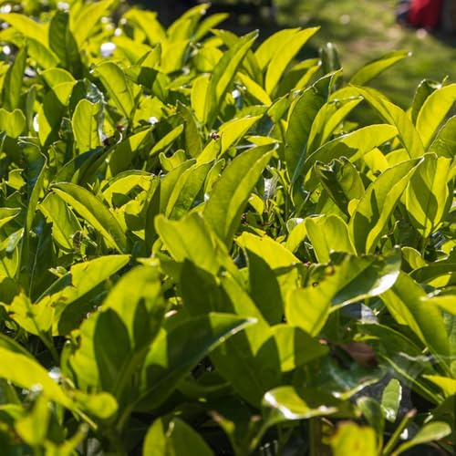 semi di lauroceraso - decorazione soggiorno da giardino resistenti balcone 250pcs