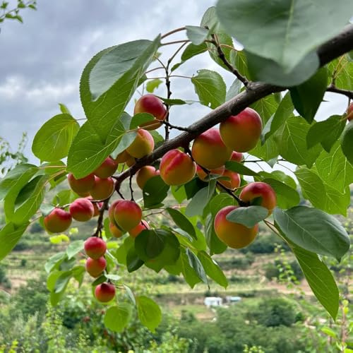 semillas de albaricoquero, raras exóticas resistentes balcón jardín interior 15pcs