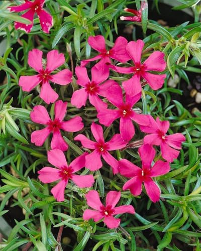 Phlox subulata 'Scarlet Flame' 9x9 cm Topf – Winterhart, Immergrün, Pflegeleicht – Teppichphlox – Bodendecker für Steingarten & Beet