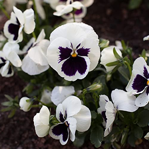 Weiß StiefmüTterchen Pflanzen Samen 200 Blumensamen Balkon Blumen Blumenbeet Geschenk Garten Balkonpflanzen Bodendecker Samen Winterhart Schnittblumen Samen