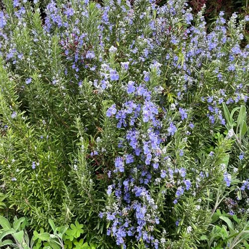 semi di rosmarino biologico, perenni resistenti per balcone da giardino da appartamento purificatrici dell'aria di tappezzanti 800pcs