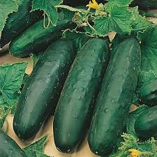 Cucumber Marketmore 76 Seeds by Country Value. Average 20 Seeds.
