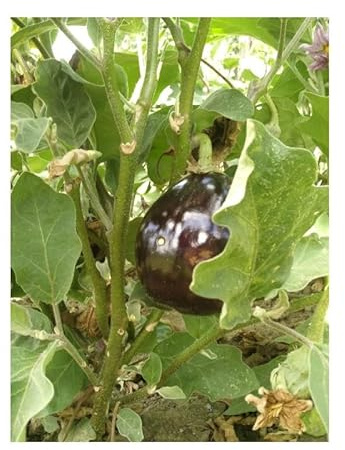 Påse med Bonica aubergine frön - hybrid F1- burkfrön