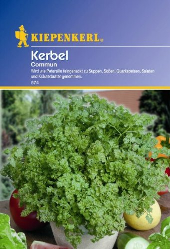 Kerbel Commun einjährig