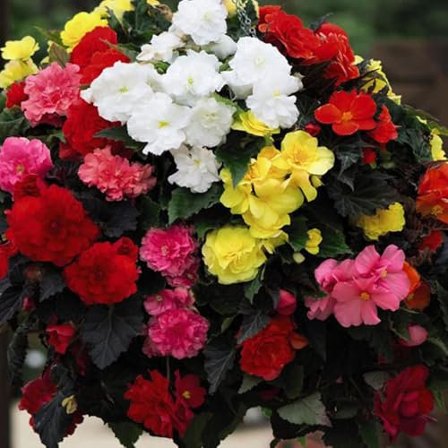 5 Begonia Double Mixed Bulbs – Vibrant, Frilly Blooms for Summer – Perennial Plants – Cultivated for UK Climate Conditions – Plant Now for a Gorgeous Display