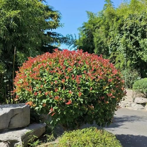photinia Red Robin balcón Decoraciones jardín resistente sala 700semillas