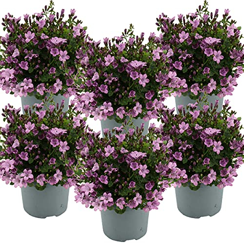 Bloomique - Lot de 6 - Campanula Ambella Pink - Campanule - Couvre-sol - Plantes de jardin - Résistante au gel - Sans danger pour les animaux - 10-20 cm de haut - Pot 10,5 cm