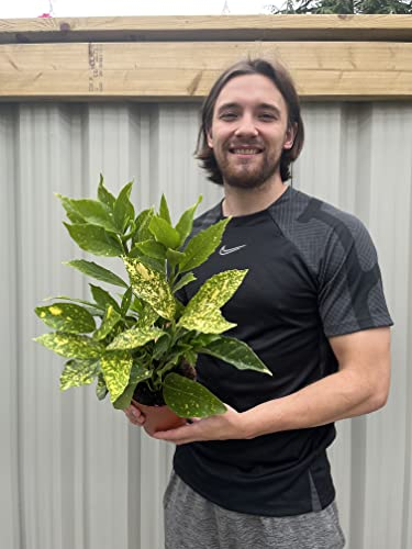 Aucuba Japonica | Spotted Laurel | Bushy, Evergreen Shrub in 1.5L Pot 35cm-50cm