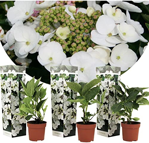 Plant in a Box - Hydrangea macrophylla Teller 'Benxi' - Set de 3 - Hortensia - Plante jardin exterieur robuste fleurs blanc - Pot 9cm - Hauteur 25-40cm
