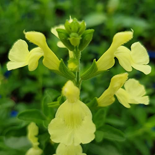 Salvia greggii ‘Lemon Light’- Salvia that is Ready to Plant Out- Comes Back Every Year (Hardy) - Flowers from Summer to Autumn- Loved by Bees (Middleton Nurseries) (P9(9cm Pot))