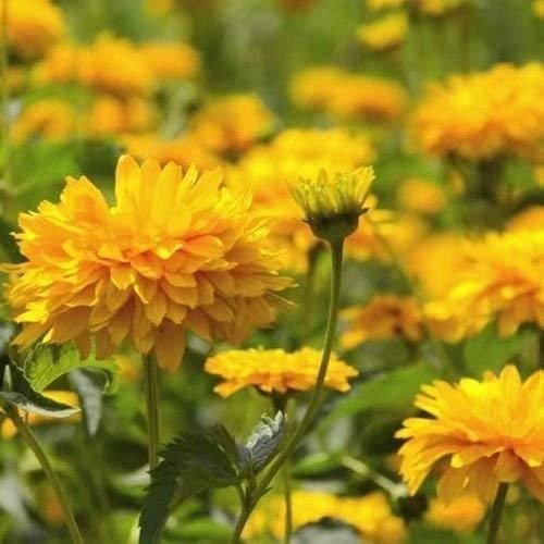 Gaillardia Sundance Blumensamen giallo (Gaillardia Pulchella) 100 + grani