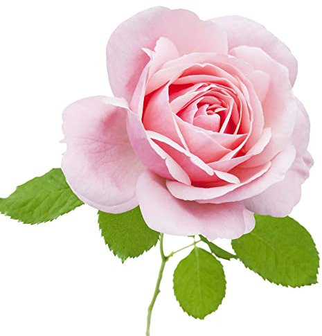 Hybrid Tea Rose Plants, 'Amazing Grace', 1 x Full Plant in a 5 Litre Pot, Roses, Garden Ready, Ready to Plant, Premium Quality Shrubs