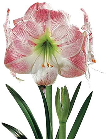 Apple Blossom Amaryllis – 28-30 cm Bare Root Bulb – 2-3 Stalks with Pink and White Flowers – Ideal for Indoor & Outdoor Planting – Easy to Grow Amaryllis Bulb