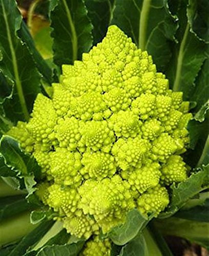 Italian Heirloom Heritage Brassica Cauliflower ROMANESCO 100 Seeds. Certified French Organic Grower