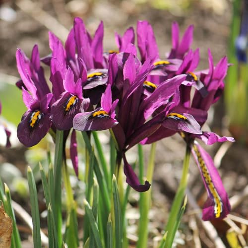 12 x Iris Purple Hill – Bright Purple Blooms – Spring Flowering Bulbs – Adds Regal Charm to Landscape – Perennials – for Your Beautiful Garden