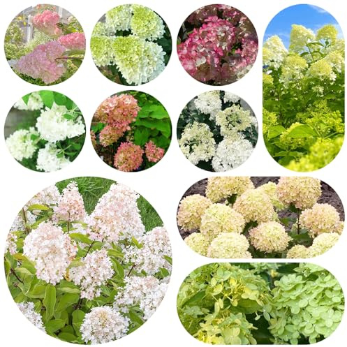 semi di ortensia a pannocchia, giardino roccioso giardino rampicante rara da appartamento esotiche decorative serre balcone in vaso 200pcs