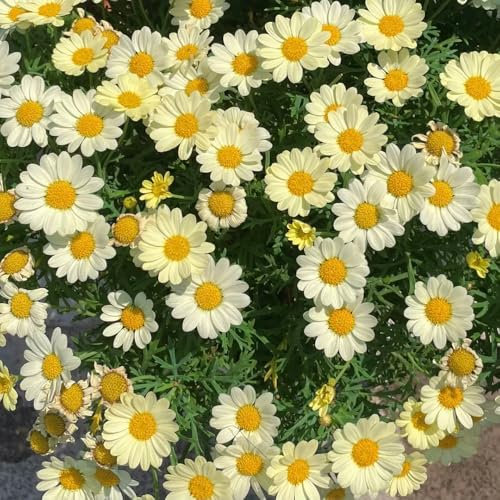 margeriten samen mehrjährig, balkonblumen pflanzen winterhart draußen margeritensamen gastgeschenk blumensamen balkon beet flower seeds pflanzen für garten blumensamen balkon 350pcs