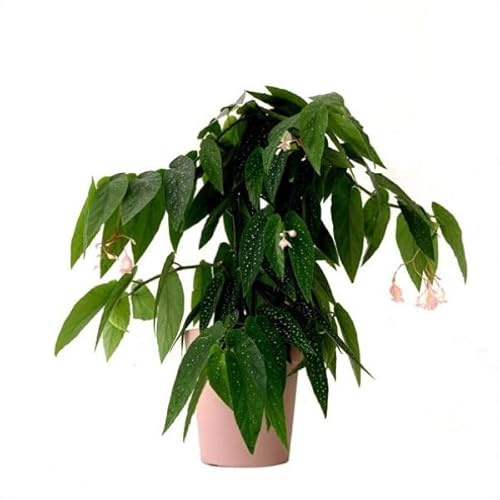 Vivai le Georgiche - Pianta vera di Begonia Tamaya Begonia corallina - vaso Ø 17 cm - altezza alla vendita 30-40 cm