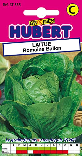 Graines de Laitue Romaine Ballon - 3 grammes