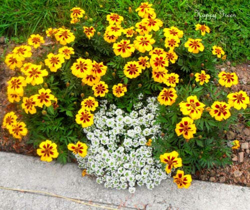 Semi freschi - Calendula francese - Marietta birichina - 350 semi - Tagetes Patula Nana