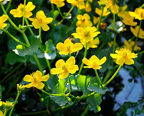 Carbeth Plants Pond Plants for Small Ponds - 3 X 9cm Pot Caltha Palustris Marsh Marigold - Live Marginal Ponds Plant - Low Maintenance Perennial Outdoor Pond Plant