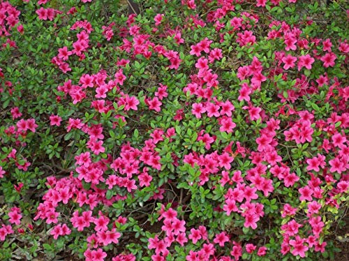 10 Mitad de Rododendro Obtusum Azalea