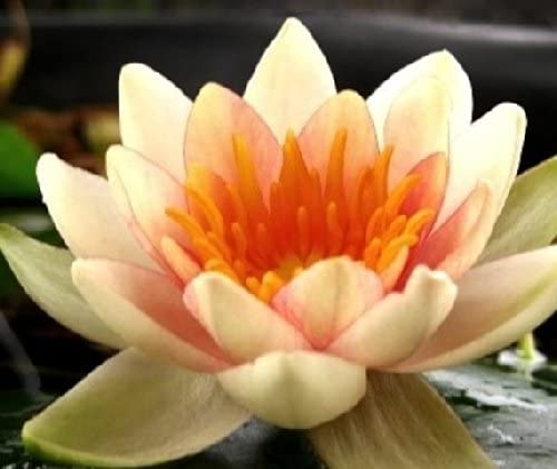 Teichpflanzen Seerosen : Nymphaea Seerose Zwergseerose  Solfatare  winterhart Pflanztiefe bis 40 cm