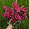 25 pcs Sommerflieder Samen kräuterpflanzen, blumen für balkon Schmetterlingsbaum, Buddleia deko blumen, bonsai samen topfpflanzen draußen winterhart, frühlingsblume blumen balkon,