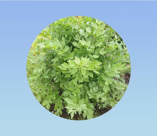 20 Graines de Livèche (Herbe à Maggi) - Améliorez vos Plats avec cette Aromate Facile à Cultiver !