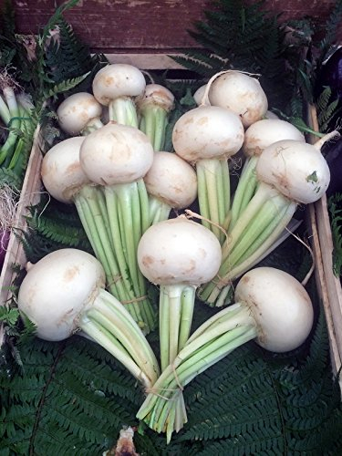 Rapa con foglia lobata 'Platte Witte Mei' (Brassica rapa subsp. rapa var. majalis) - circa 200 semi