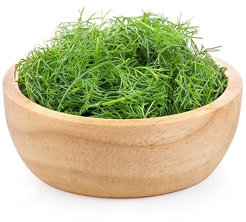 450 pezzi di semi di aneto perenne erbe culinarie resistenti semi esotici (Anethum graveolens) piante di erbe piante da giardino da giardino di erbe piante resistenti per