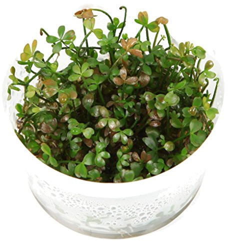 Tropica Marsilea hirsuta 1-2-Grow Tissue Culture In Vitro Live Aquarium Plant Shrimp Safe & Snail Free