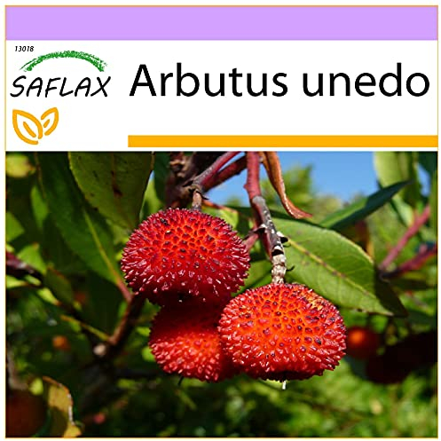 SAFLAX - Erdbeerbaum - 50 Samen - Arbutus unedo