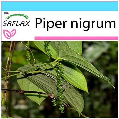 SAFLAX - Presentförpackning - Örter - Riktig Peppar - 20 Frön - Med presentförpackning, kort, etikett och pottsubstrat - Piper nigrum