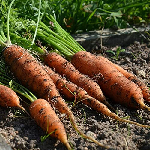 Graines de carottes (Carotte Amsterdam 2)