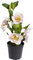 Botanic-Haus künstliche Christrose (Weihnachtsdekoration) im schwarzen Kunststofftopf, Größe: 36 cm x 19 cm x 19 cm, Stil: modern, Art: Busch, Menge: 1 stück
