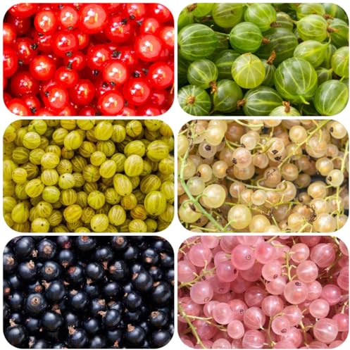 semillas de plantas de grosella, variedades antiguas fruta fresca plantas exóticas árboles frutales enanos resistentes fruto columnar exterior comprar árboles frutales resistentes para 100pcs