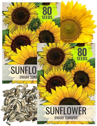 Seed Needs Sunflower Seeds for Planting Dwarf Sunspot Sunflowers - Heirloom & Open Pollinated Annual Cut Flower Seed to Plant 2 Foot Tall Sun Flowers (2 Packs)