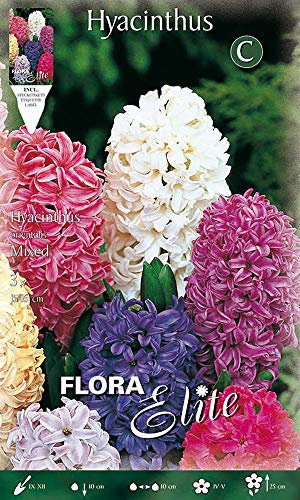BULBI AUTUNNALI GIACINTO GARDEN MIX COLORI CONFEZIONE DA 3 BULBI BULBS profumati