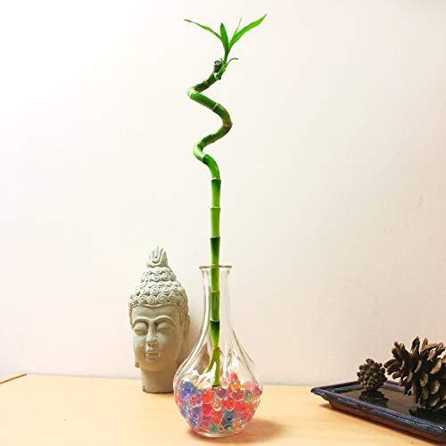 1 Spiral Lucky Bamboo Ribbon Plant Grown in Clear Glass Vase with Colourful Water Balls for Your House Feng Shui
