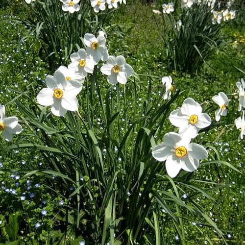 4 Weiß Narzissen Zwiebeln Winterhart Mehrjährig Blumenzwiebeln Osterglocken Blumenzwiebeln Frühblüher Winterlinge Zierlauch Blumen Zwiebeln Garten Pflanzen Balkonpflanzen Geschenke Für Gartenfreunde
