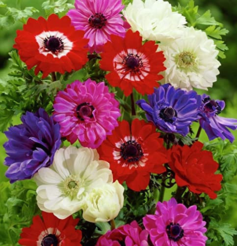 Lot de 10 Bulbes d' Anémones - St. brigid melange coronaria - calibre 3/4 - La Main Verte