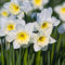 Bulbi di narciso (senza semi, non artificiali), bulbi perenni, resistenti, bulbi belli e sani, profumati, adatti per la visione interna ed esterna-10 Bulbi-C