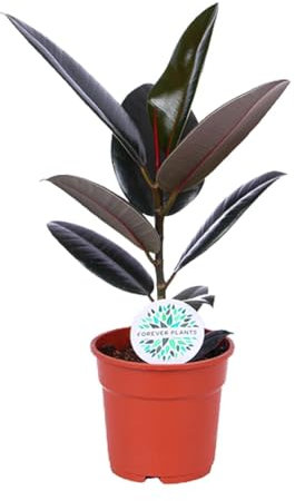 Ficus Elastica Abidjan - 45-55cm - Ø17cm - Pianta d'appartamento - Sempreverde